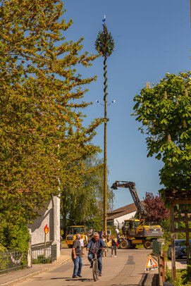 Thumbnail: _JA 31593 Maifest Hohenried 2026.jpg